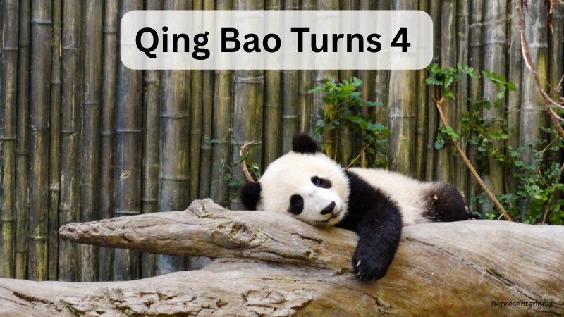 National Zoo panda Qing Bao celebrates her fourth birthday in Washington