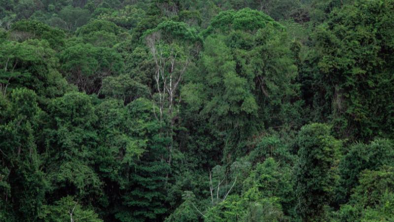 Berkeley hills residents divided over EMBER wildfire prevention rules near homes