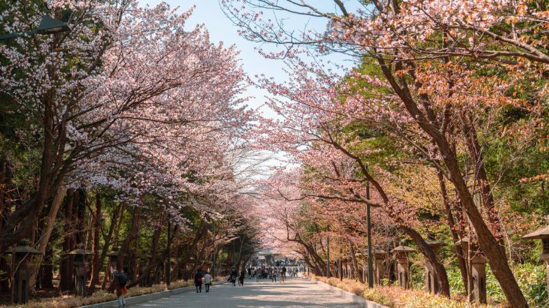 Chicago's Jackson Park Cherry Blossoms Peak Hanami Festival Set