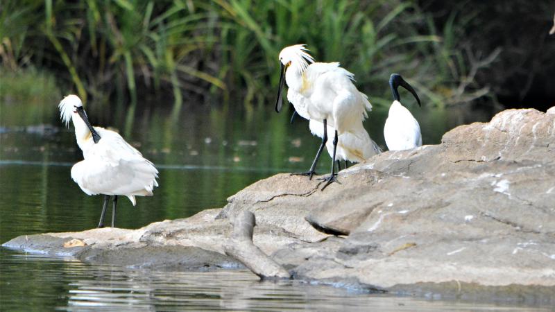 ​Bolivar Peninsula bird sanctuary fire continues days after lightning strike