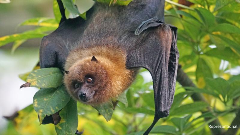 Massachusetts woman faces $20K bill after bat encounter and insurance denial