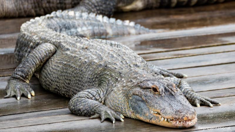 Massive Alligator Moved From Eagle Mountain Lake For Research Study