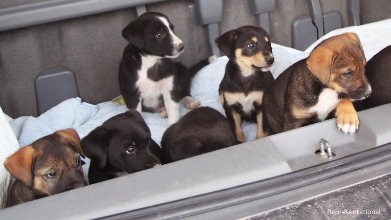 Humane Society seeks urgent fosters for 60 rescued Maltese dogs in Fort Worth