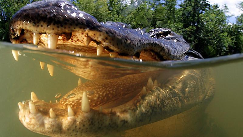 Tragic Alligator Attack in Slidell Man Dies After Surviving Katrina
