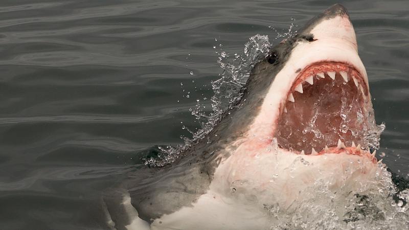 Shark Attack Closes Montara State Beach in Bay Area