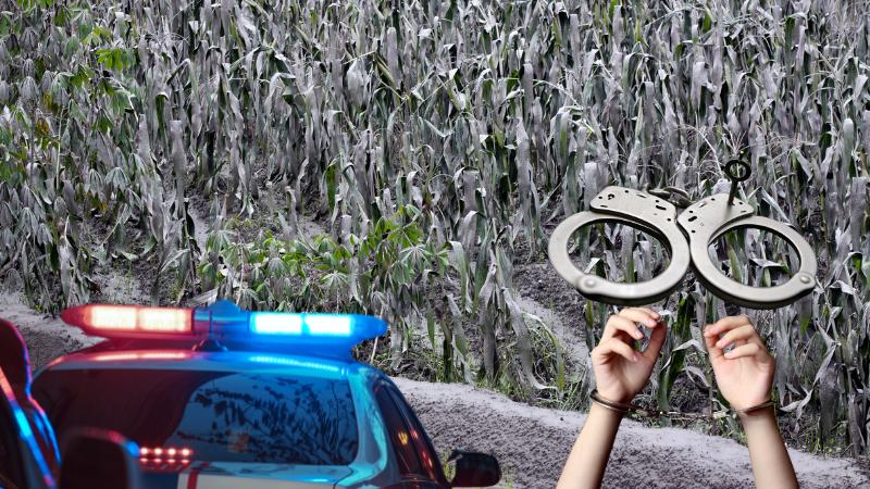 Two Chinese nationals arrested for smuggling crop-destroying fungus into the United States