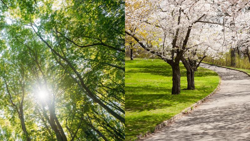 Summer Arrives in the United States With Differing Seasonal Definitions in June