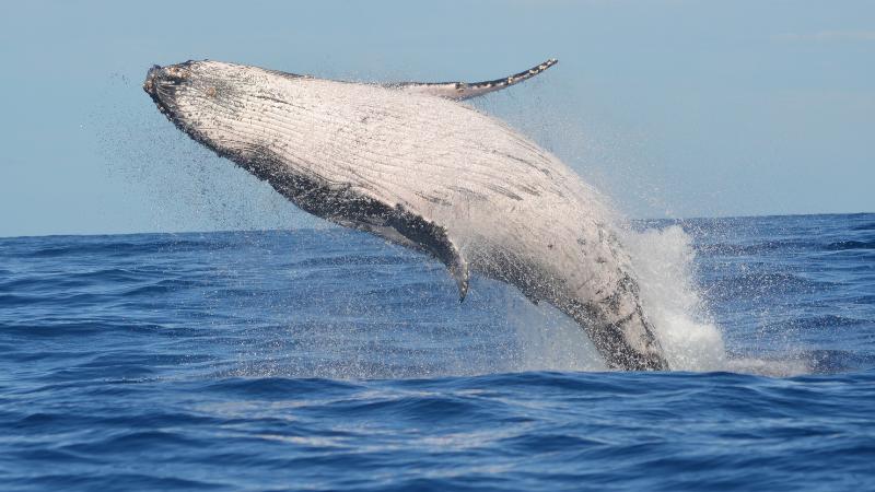Fifth Dead Whale Washes Up in San Francisco Bay, Prompting New Marine Investigation