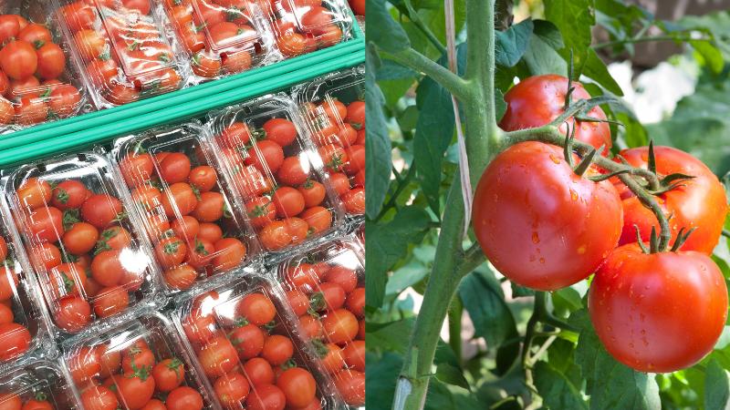 Multiple tomato brands pulled from shelves across U.S.