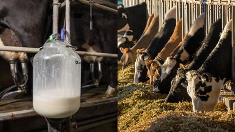 Bird Flu in U.S. Dairy Farms  The Growing Threat and Response