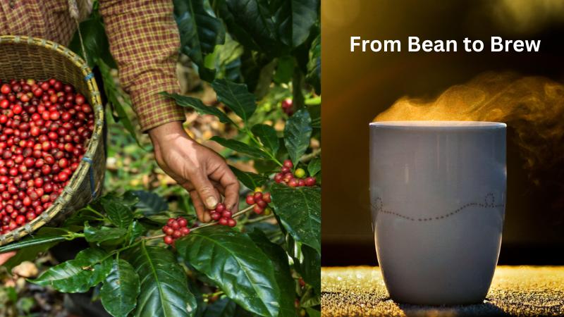 From Bean to Brew Climate Change Spurs Global Coffee Cost Increase