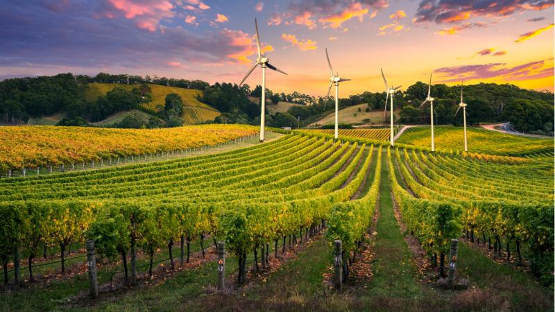California Winery Turns to Wind Energy for Full-Scale Sustainable Operations