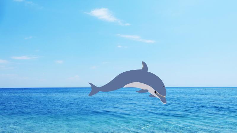 Baby dolphin passes away days after birth captured live, zoo teams devastated