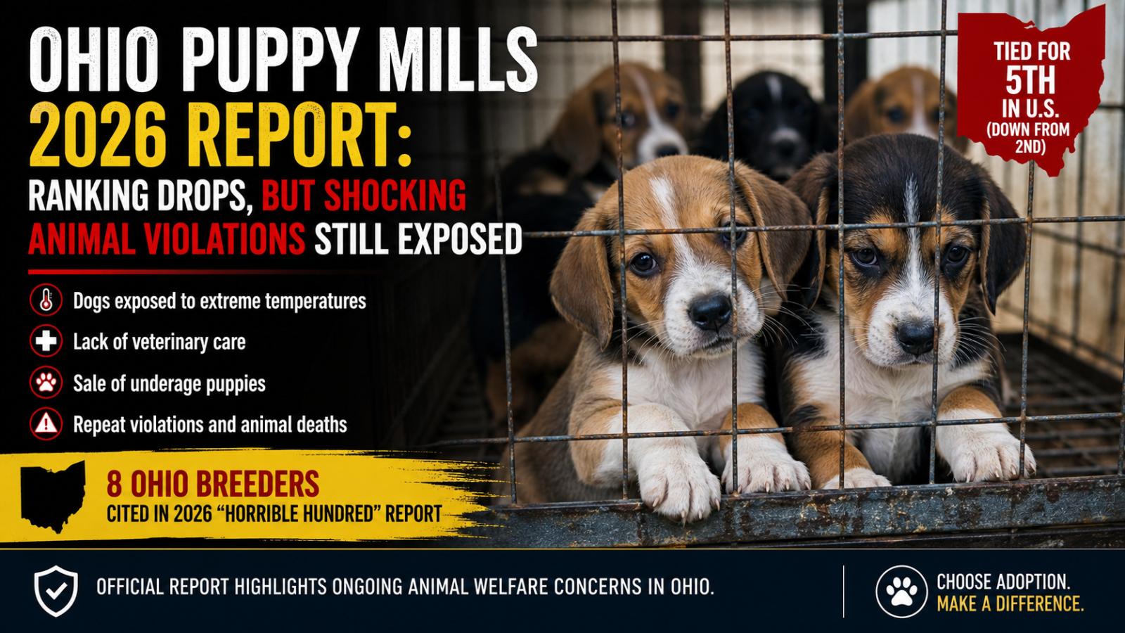 Ohio Puppy Mills 2026 Report  Ranking Drops, But Shocking Animal Violations Still Exposed