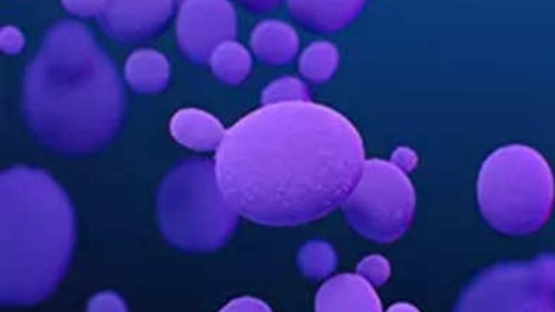 Candida Auris Infection A Growing Health Crisis in U.S. Hospitals and Healthcare Facilities