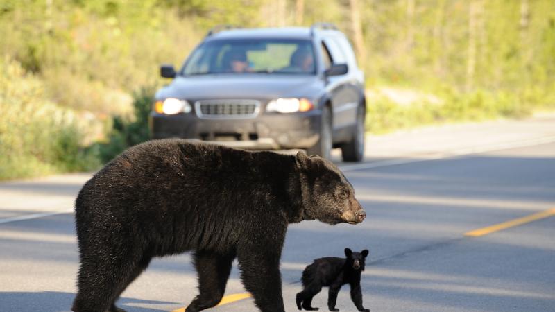 Spring season brings more bear encounters to Sonoma County trails