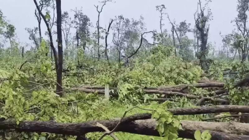 Devastating Tornado Uproots Over 100,000 Trees in Telangana’s Medaram-Tadwai Forest Area