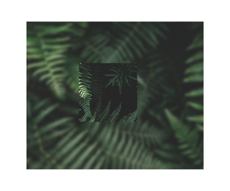 Forest Management and Conservation