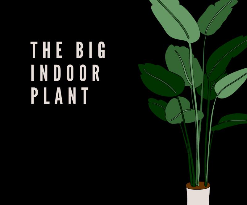 Indoor Plant Care