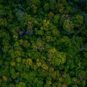 Forest Conservation and Restoration Preserving Nature's Lifeline