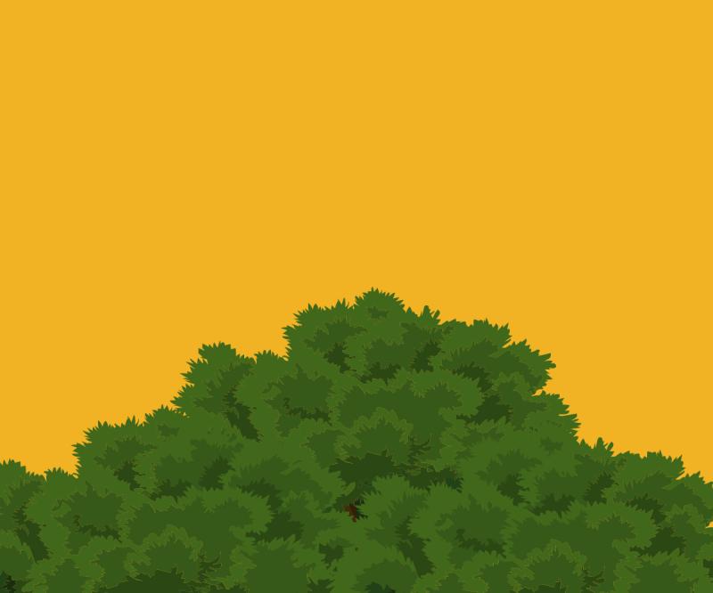 The Role of Forests in Carbon Sequestration