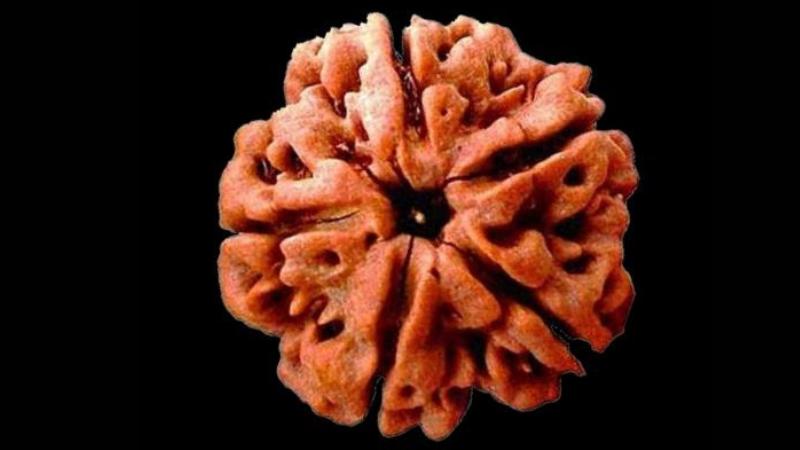 RudraTattva A Sacred Seva Offering Consecrated Rudraksas from Nepal’s Dingla Valley