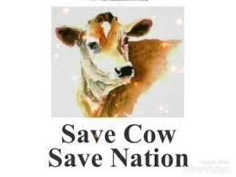 Save the cow, save earth