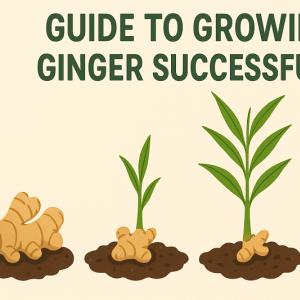 Guide to Growing Ginger Successfully