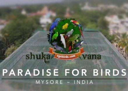 SGS Birds - Shuka Vana, Mysore, KA