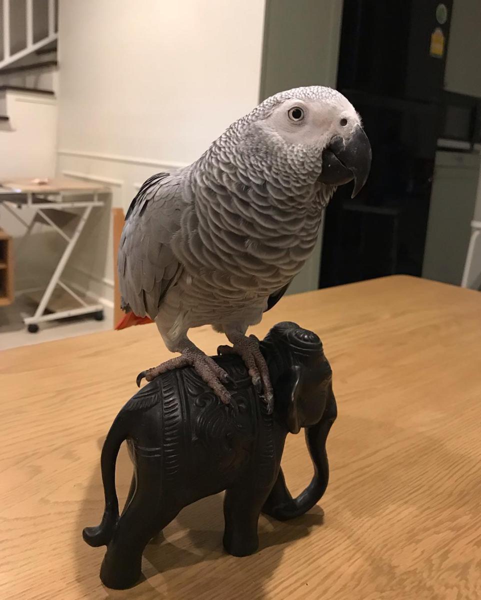 African Grey Parrot with cage(Super cuddly)