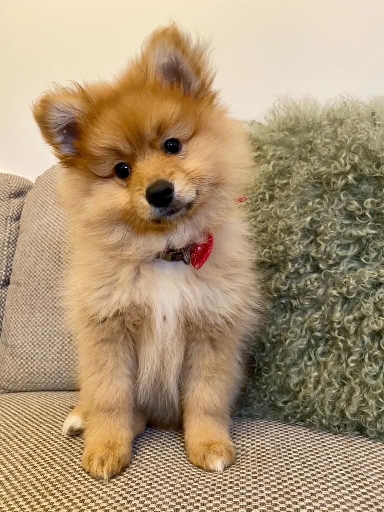 AKC Pomeranian puppy