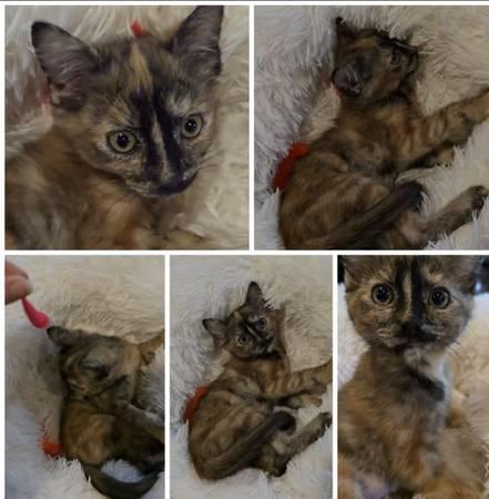 Adorable kitten Tortoiseshell cat (san jose downtown)
