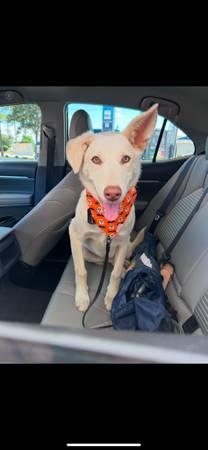 Dog lab mix (Cypress)