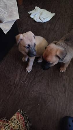 Free puppies last day