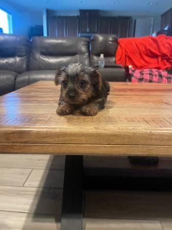 Male Yorkie (hollister)