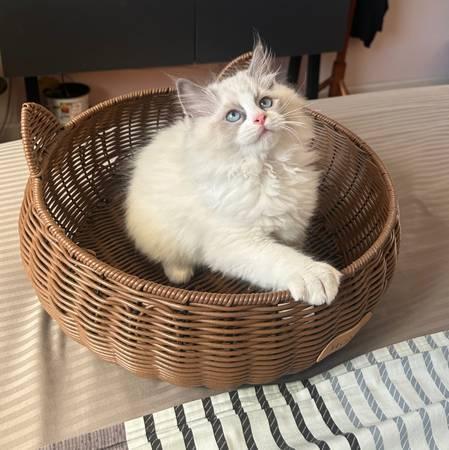 Sweet Beautiful Ragdoll for Adoption! (san jose north)
