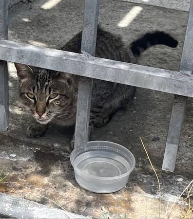 Found cat on 200 block of Anza Street (inner richmond)