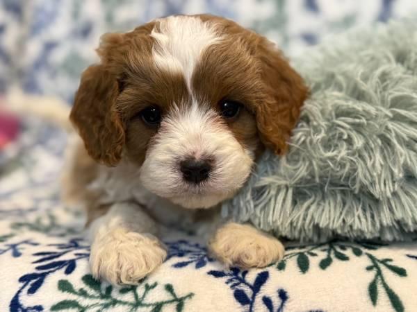 Cavapoo puppies