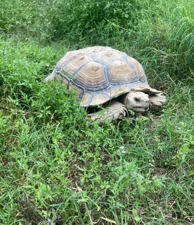 Lost Sulcalta Tortoise Central Austin (Austin)
