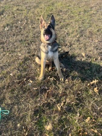 7 month German Shepherd
