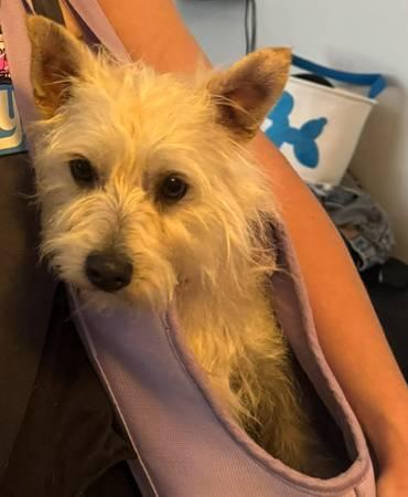 Found Cairn Terrier Mix (Austin)
