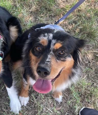 2yo Mini Aussie (Buda)
