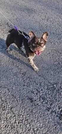French bulldog