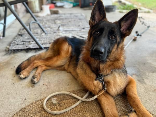 German shepherd female puppy