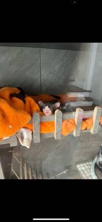 Sphynx devon hybrid kittens