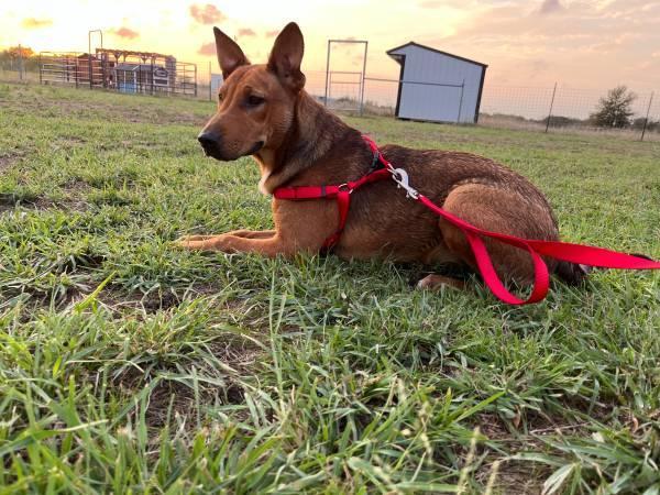 Chocolate needs a home!
