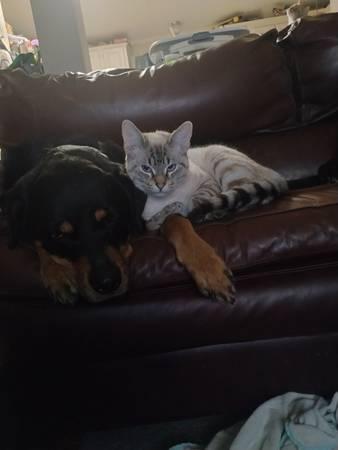 White tabby for adoption (Spicewood)