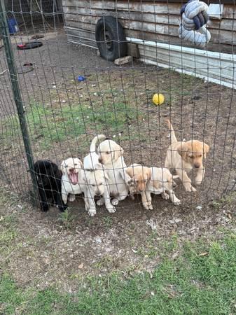 Lab Puppies