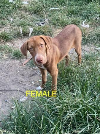 Great danes husky (Houston)