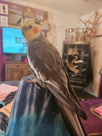 Lost Cockatiel charlie reward if found alive (Cleburne Texas)